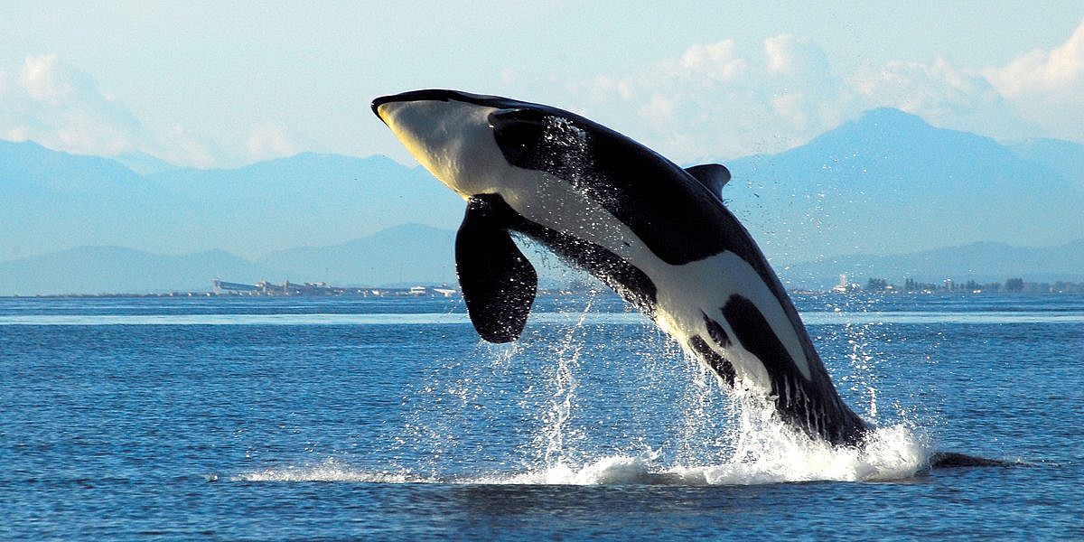 Vancouver Island's Ultimate Whale Watching Day Tour