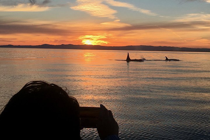 Victoria : Sunset Whale Watching Tour