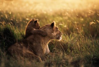 Want To Make The Planning For Tanzania Safari In The Northern Circuit Or Southern Circuit?